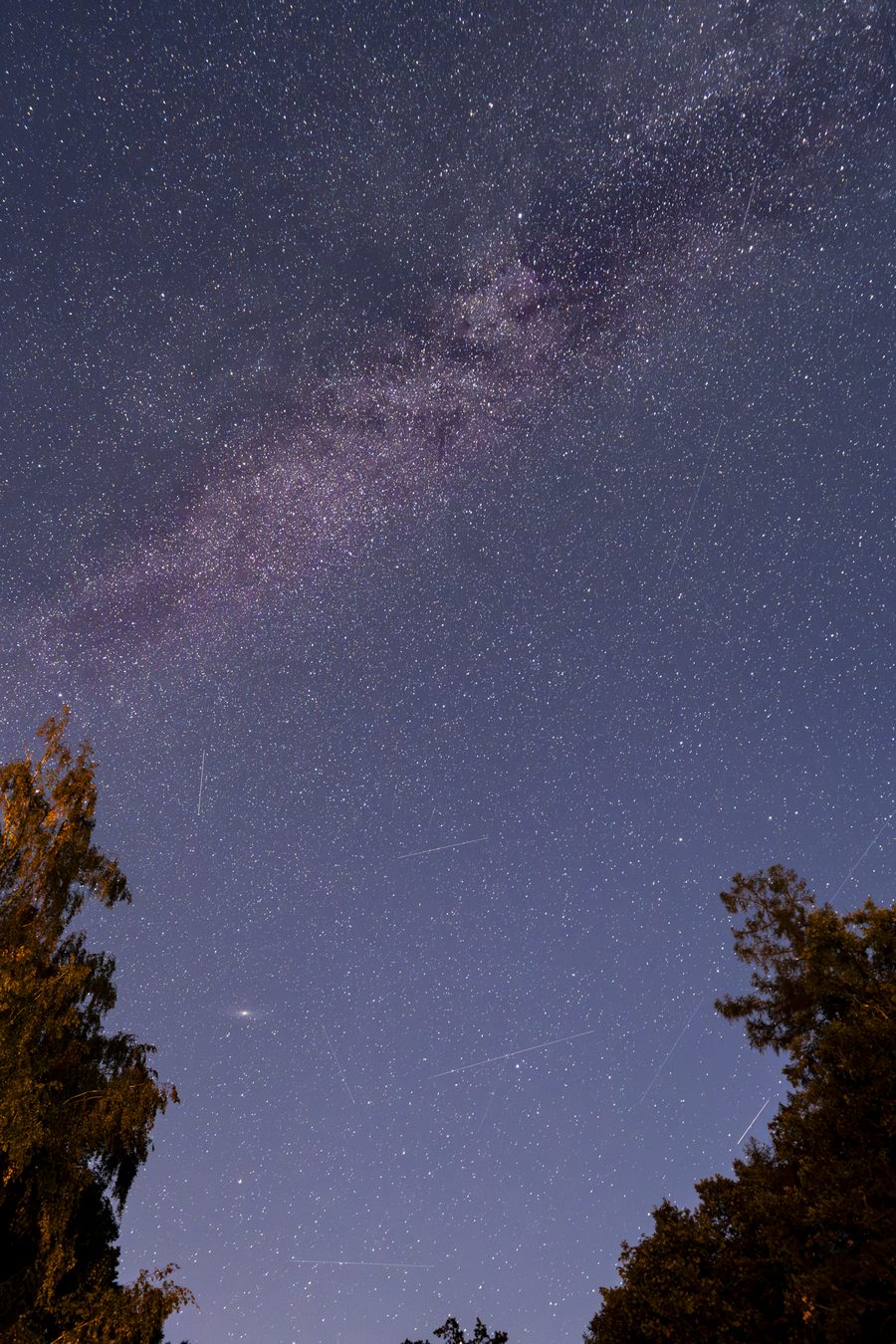 The Milky Way arching between two trees, with satellite trails crossing the lower sky